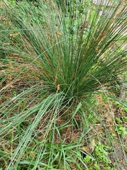 Juncus inflexus