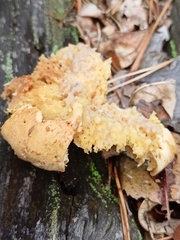 Tapinella panuoides