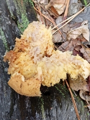Tapinella panuoides