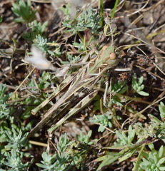 Oedaleus decorus