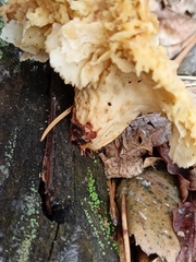 Tapinella panuoides