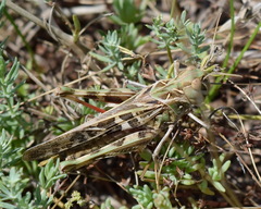 Oedaleus decorus