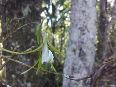 Dendrobium schoeninum