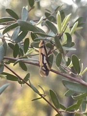 Philobota sophia