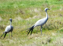 Anthropoides paradiseus