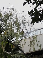 Anthracoceros albirostris