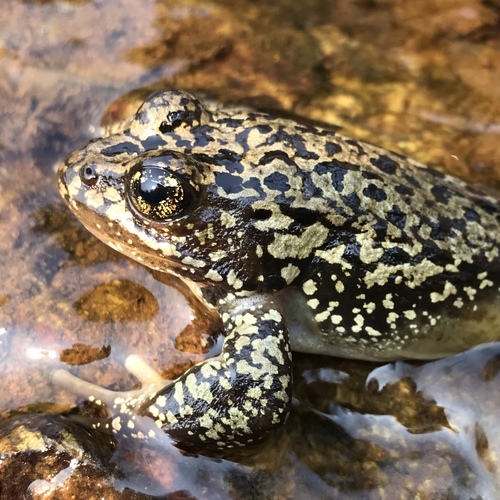 Cascades Frog