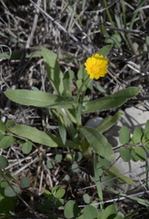 Calendula arvensis