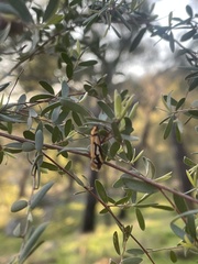Philobota sophia