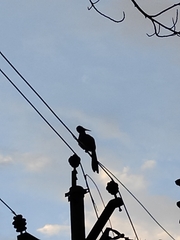 Anthracoceros albirostris