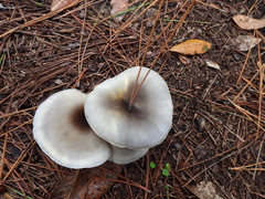 Omphalotus nidiformis