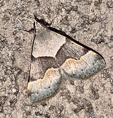 Hemeroplanis incusalis