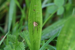 Metellina segmentata