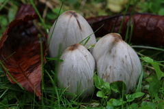 Coprinopsis atramentaria