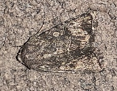 Protorthodes