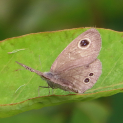 Ypthima argus