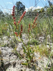 Rumex lativalvis
