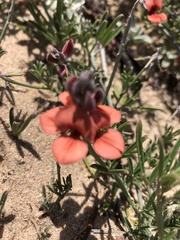Indigofera candicans