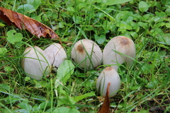 Coprinopsis atramentaria