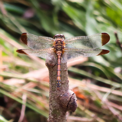 Sympetrum infuscatum