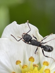 Rhytidoponera victoriae