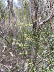 Drosera drummondii