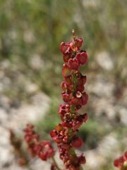 Rumex lativalvis
