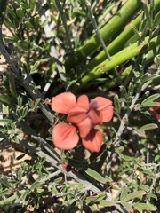 Indigofera candicans