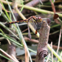 Sympetrum infuscatum