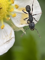 Rhytidoponera victoriae