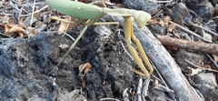 Rhombodera kirbyi