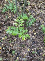 Polygonatum odoratum