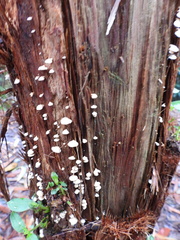 Panellus