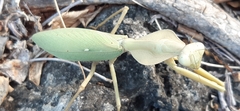 Rhombodera kirbyi