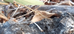 Rhombodera kirbyi