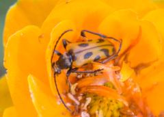 Brachyta interrogationis