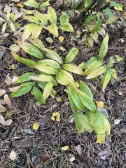 Polygonatum odoratum