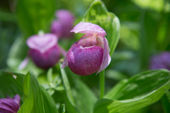 Cypripedium macranthos