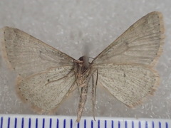 Taxeotis phaeopa