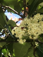 Lophostemon confertus
