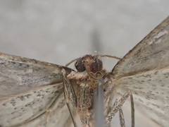 Taxeotis phaeopa