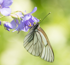 Aporia crataegi