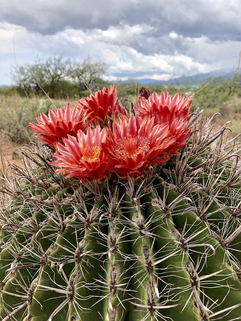 fishhook barrel cactus (James D. Kriegh Park Phenology Trail) · iNaturalist