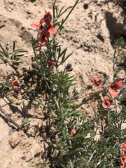 Indigofera candicans