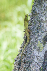 Lacerta agilis exigua