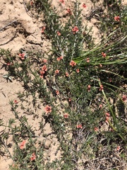 Indigofera candicans