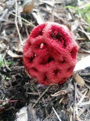 Clathrus ruber