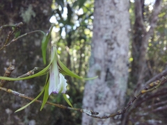 Dendrobium schoeninum