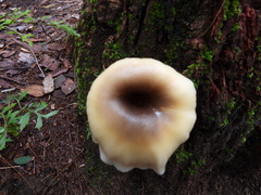 Omphalotus nidiformis