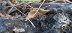 Rhombodera kirbyi